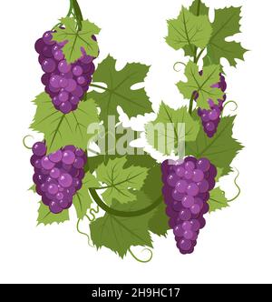 Weinrebe mit Laub und Trauben von roten Trauben. Weinbau und Landwirtschaft. Zweige mit Beeren auf einem dichten Busch. Junger Weinberg. In einem Bogen durchsackt. Süß Stock Vektor