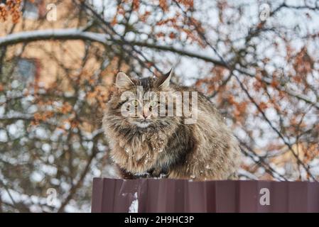 Eine große flauschige melierte Katze sitzt an einem bewölkten Wintertag an einem Zaun in der Nähe eines Dorfhauses. Stockfoto