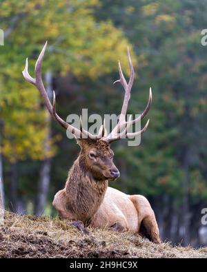 Elchbulle auf Heu ruht mit einem verschwommenen Waldhintergrund in seiner Umgebung und Lebensraum, zeigt große Geweihe und braunes Fell. Rothirse. Stockfoto