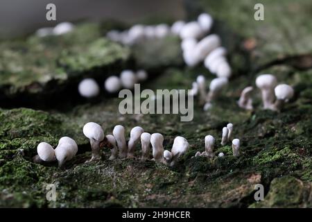 Phleogena faginea, bekannt als Fenugreek Stalkball, wilder Pilz aus Finnland Stockfoto