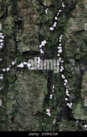 Phleogena faginea, bekannt als Fenugreek Stalkball, wilder Pilz aus Finnland Stockfoto