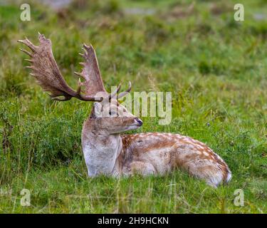 Brachhirse Männchen Nahaufnahme ruht auf dem Feld mit Gras in seiner Umgebung und Lebensraum Umgebung und zeigt große Geweihe. Hirsch Foto und Bild. Stockfoto