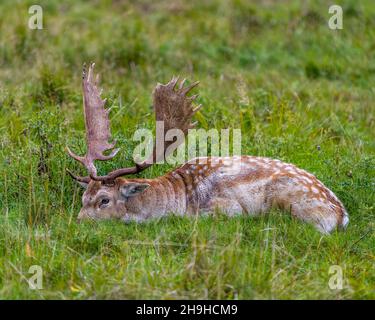 Brachhirse Männchen Nahaufnahme ruht auf dem Feld mit Gras in seiner Umgebung und Lebensraum Umgebung und zeigt große Geweihe. Hirsch Foto und Bild. Stockfoto