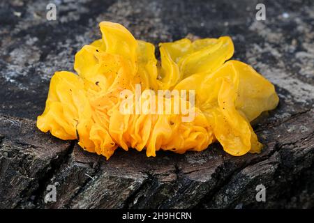 Tremella mesenterica, bekannt als gelbes Gehirn, goldener Gelee-Pilz, gelber Trembler oder Hexenbutter, wilder Pilz aus Finnland Stockfoto