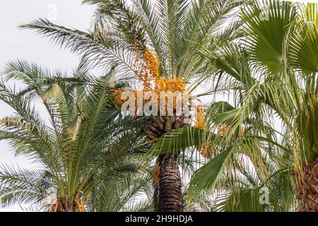 Phoenix dactylifera, allgemein bekannt als Dattelpalme oder Dattelpalme. Stockfoto