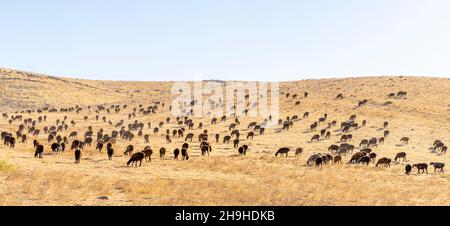 Schafherde weiden in der kasachischen Steppe. Schafvieh in kasachischen Weide. Stockfoto
