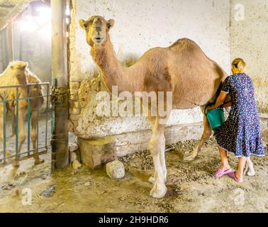 Kasachische Frau melkt ein Kamel auf ihrer Farm, Turkistan, Kasachstan, Zentralasien Stockfoto