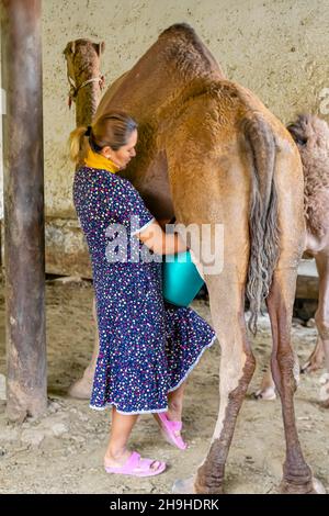 Kasachische Frau melkt ein Kamel auf ihrer Farm, Turkistan, Kasachstan, Zentralasien Stockfoto