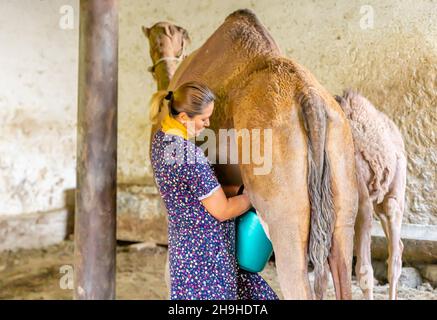 Kasachische Frau melkt ein Kamel auf ihrer Farm, Turkistan, Kasachstan, Zentralasien Stockfoto