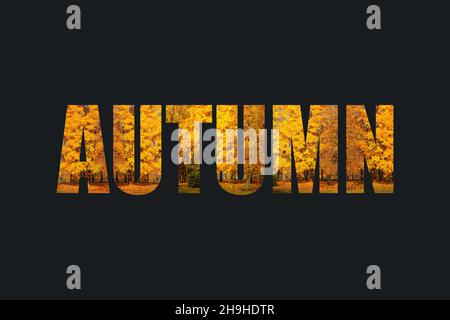 Herbstlicher Text mit einem Design-Element aus bunten, hellen Bäumen mit farbenprächtigem gelb-orangenen Laub. Herbstkonzept auf dunklem Hintergrund Stockfoto