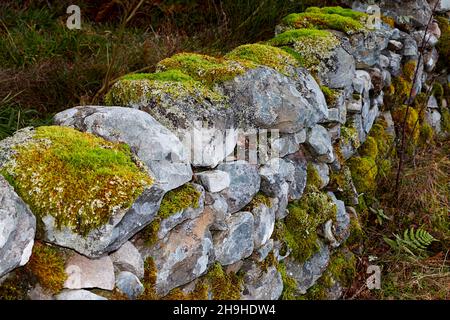 DAS WACHSTUM DES MOOS BRYOPHYTA WÄCHST AUF FLECHTEN BEDECKTEN STEINEN IN EINER WAND Stockfoto