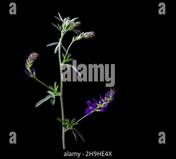 Medicago sativa Pflanze mit Blumen, geläufiger Name Luzerne auf schwarzem Hintergrund Stockfoto