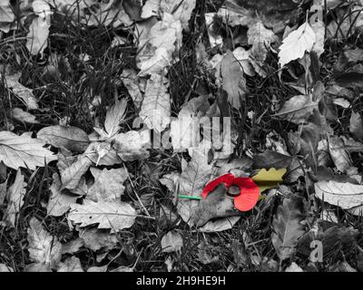 Remembrance Day Mohnblume fiel zwischen Herbstblättern. Trauriges Bild. Stockfoto