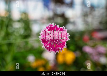 SINGAPUR, SINGAPUR - 07. Nov 2021: Eine Nahaufnahme des Cyanus Centaurea, allgemein bekannt als Kornblume oder Junggesellenknopf. Stockfoto