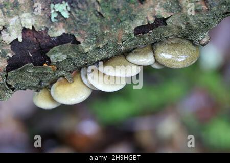 Sarcomyxa serotina, allgemein bekannt als die späte Auster oder olivgrüne Auster, Wildpilz aus Finnland Stockfoto