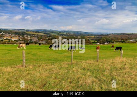 Eine Herde gemischter Rinder, die auf einem Feld neben dem South West Coast Path auf Klippen bei Burton Bradstock, Jurassic Coast, Dorset, England, Großbritannien, grasen Stockfoto