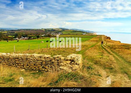 Eine Herde gemischter Rinder, die auf einem Feld neben dem South West Coast Path auf Klippen bei Burton Bradstock, Jurassic Coast, Dorset, England, Großbritannien, grasen Stockfoto