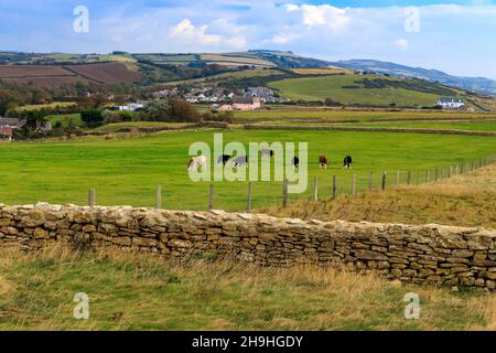 Eine Herde gemischter Rinder, die auf einem Feld neben dem South West Coast Path auf Klippen bei Burton Bradstock, Jurassic Coast, Dorset, England, Großbritannien, grasen Stockfoto