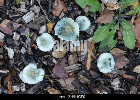 Stropharia caerulea, bekannt als der blaue roundhead oder blau-grünen Psilocybe, wilde Pilze aus Finnland Stockfoto