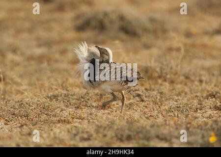 Houbara bustard, ein großer Vogel in den Halbwüstenebenen auf Lanzarote, wo sie eine geschützte Art sind. Sie können auf den Schienen bleiben müssen! Stockfoto