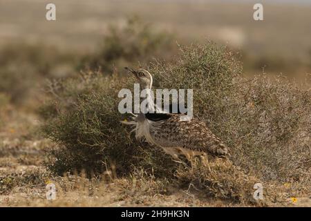 Houbara bustard, ein großer Vogel in den Halbwüstenebenen auf Lanzarote, wo sie eine geschützte Art sind. Sie können auf den Schienen bleiben müssen! Stockfoto