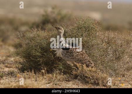 Houbara bustard, ein großer Vogel in den Halbwüstenebenen auf Lanzarote, wo sie eine geschützte Art sind. Sie können auf den Schienen bleiben müssen! Stockfoto