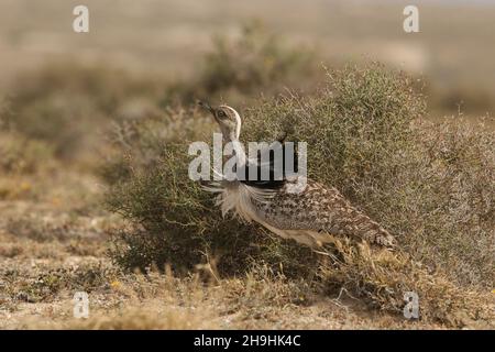 Houbara bustard, ein großer Vogel in den Halbwüstenebenen auf Lanzarote, wo sie eine geschützte Art sind. Sie können auf den Schienen bleiben müssen! Stockfoto