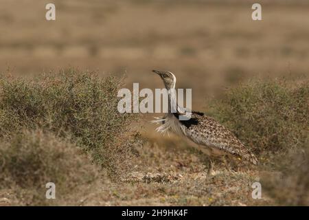 Houbara bustard, ein großer Vogel in den Halbwüstenebenen auf Lanzarote, wo sie eine geschützte Art sind. Sie können auf den Schienen bleiben müssen! Stockfoto
