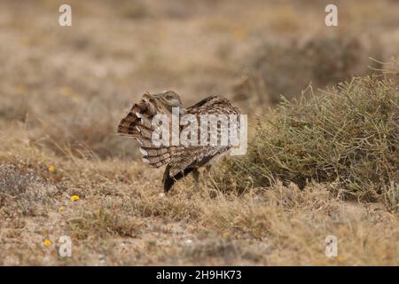 Houbara bustard, ein großer Vogel in den Halbwüstenebenen auf Lanzarote, wo sie eine geschützte Art sind. Sie können auf den Schienen bleiben müssen! Stockfoto