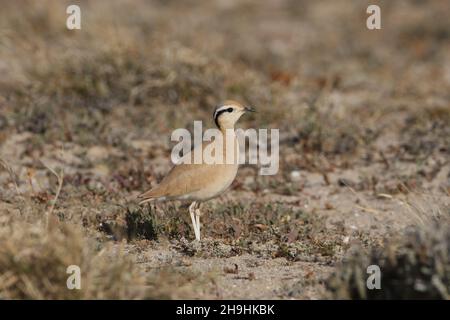 Cremefarbener Courser,- Familienpartys reisen nach dem Ausflügge zusammen und finden einen geeigneten Lebensraum, um sich zu ernähren. Stockfoto