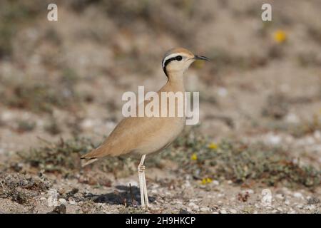 Cremefarbener Courser,- Familienpartys reisen nach dem Ausflügge zusammen und finden einen geeigneten Lebensraum, um sich zu ernähren. Stockfoto