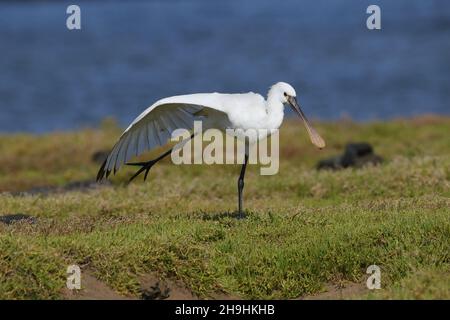 Löffler sind ein großer Wasservögel mit einem Löffel geformt. Es füttert fegen seinen Schnabel von Seite zu Seite fangen seine Beute . Stockfoto