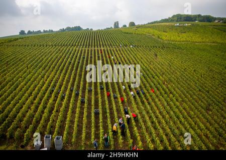 Epernay (Nordfrankreich): Luftaufnahme der Weinlese in der Champagne. Traubenernte in den Weinbergen der Champagne Stockfoto