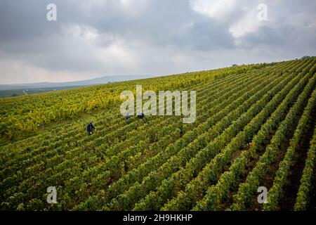 Epernay (Nordfrankreich): Luftaufnahme der Weinlese in der Champagne. Traubenernte in den Weinbergen der Champagne Stockfoto