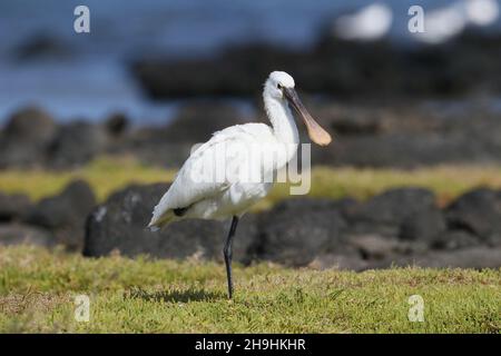 Löffler sind ein großer Wasservögel mit einem Löffel geformt. Es füttert fegen seinen Schnabel von Seite zu Seite fangen seine Beute . Stockfoto