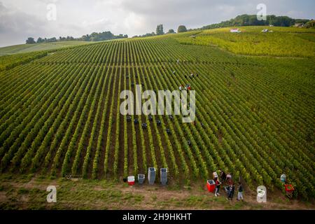 Epernay (Nordfrankreich): Luftaufnahme der Weinlese in der Champagne. Traubenernte in den Weinbergen der Champagne Stockfoto