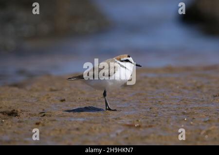 Kentish-Plumber, männlich mit einem rufous-Nacken, auf einer Gezeitenzone, wo sie sich ernähren und brüten. Sie werden während der Brut in losen Herden gefunden. Stockfoto