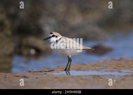 Kentish-Plumber, männlich mit einem rufous-Nacken, auf einer Gezeitenzone, wo sie sich ernähren und brüten. Sie werden während der Brut in losen Herden gefunden. Stockfoto