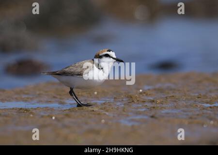 Kentish-Plumber, männlich mit einem rufous-Nacken, auf einer Gezeitenzone, wo sie sich ernähren und brüten. Sie werden während der Brut in losen Herden gefunden. Stockfoto