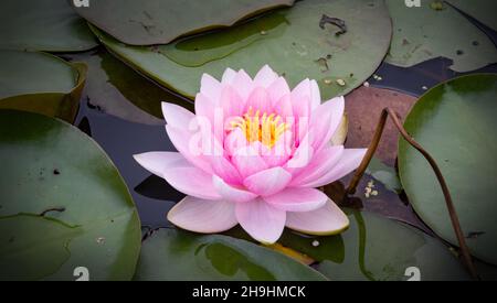 Rosa Seerose im Teich Stockfoto