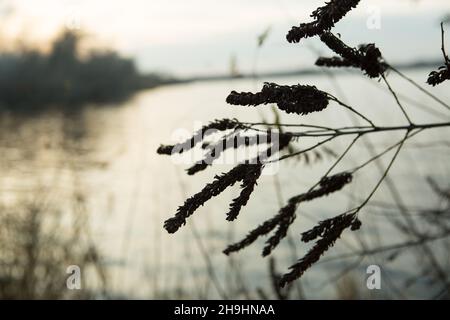 Trockene Schilf im Freien auf einem verschwommenen See Hintergrund in dunklen Pastellfarben. Herbstlandschaft bei Sonnenuntergang. Herbsthintergrund. Stockfoto