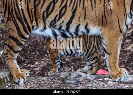 Melati, eine seltene Sumatra-Tiger-Mutter, im Londoner Zoo, nachdem sie vor kurzem drei Jungen zur Welt gebracht hatte. Der Sumatra-Tiger ist einer der seltensten Tiger der Welt, von dem nur 300 angenommen werden, dass er heute in der Welt existiert Stockfoto