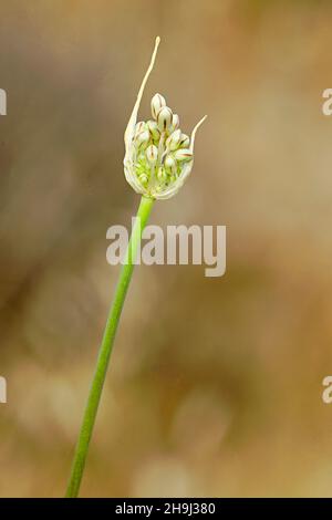 Wildpflanzen, die geboren werden, wachsen und sich natürlich vermehren. Stockfoto