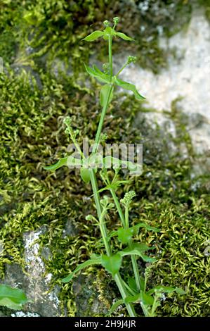 Rubia peregrina L. ist eine krautige Liane, die zur Familie der Rubiaceae gehört. Stockfoto