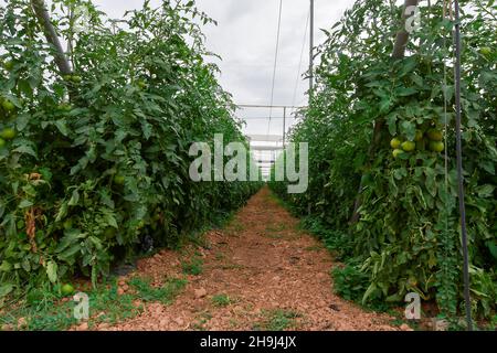 Solanum lycopersicum, allgemein bekannt als Tomatenpflanze, gehört zur Gattung Solanum der Familie der Solanaceae. Stockfoto