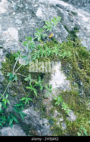 Rubia peregrina L. ist eine krautige Liane, die zur Familie der Rubiaceae gehört. Stockfoto