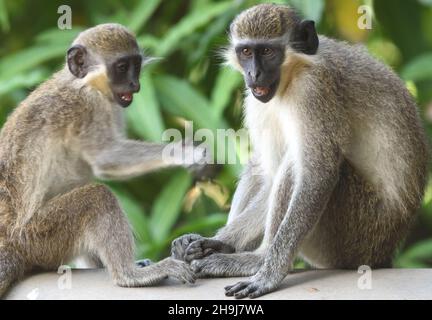 Junge grüne Affen oder Callithrix-Affen (Chlorocebus sabaeus), auch bekannt als Sabaeus-Affen, spielen, während die Erwachsenen das ernste Geschäft machen Stockfoto