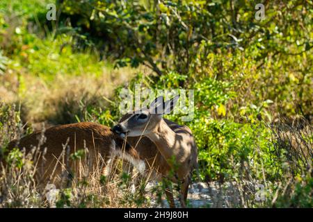 Foto von Key Deer (Virginianus odocoileus clavium) in der Nähe von Big Pine Key, Florida, USA. Stockfoto