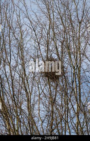Elster, Nest, Elster-Nest, Elsternest, Pica Pica, Elster, Nest, Pie Bavarde Stockfoto