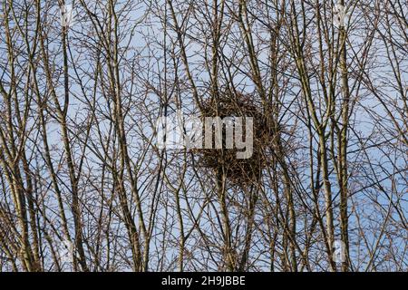 Elster, Nest, Elster-Nest, Elsternest, Pica Pica, Elster, Nest, Pie Bavarde Stockfoto